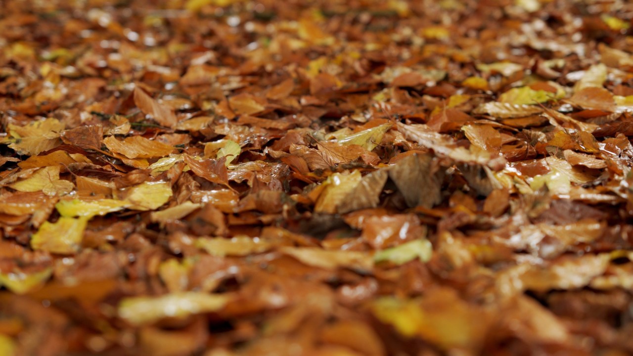 The ground, carpeted with golden autumn leaves at Leighinmohr.