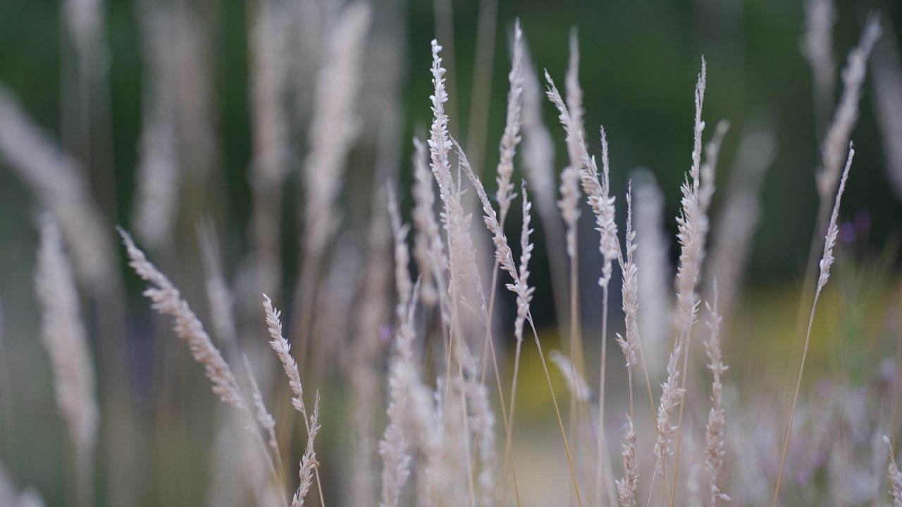 Soft focus shot of wispy summer grass in Drumboe Woods, Donegal.