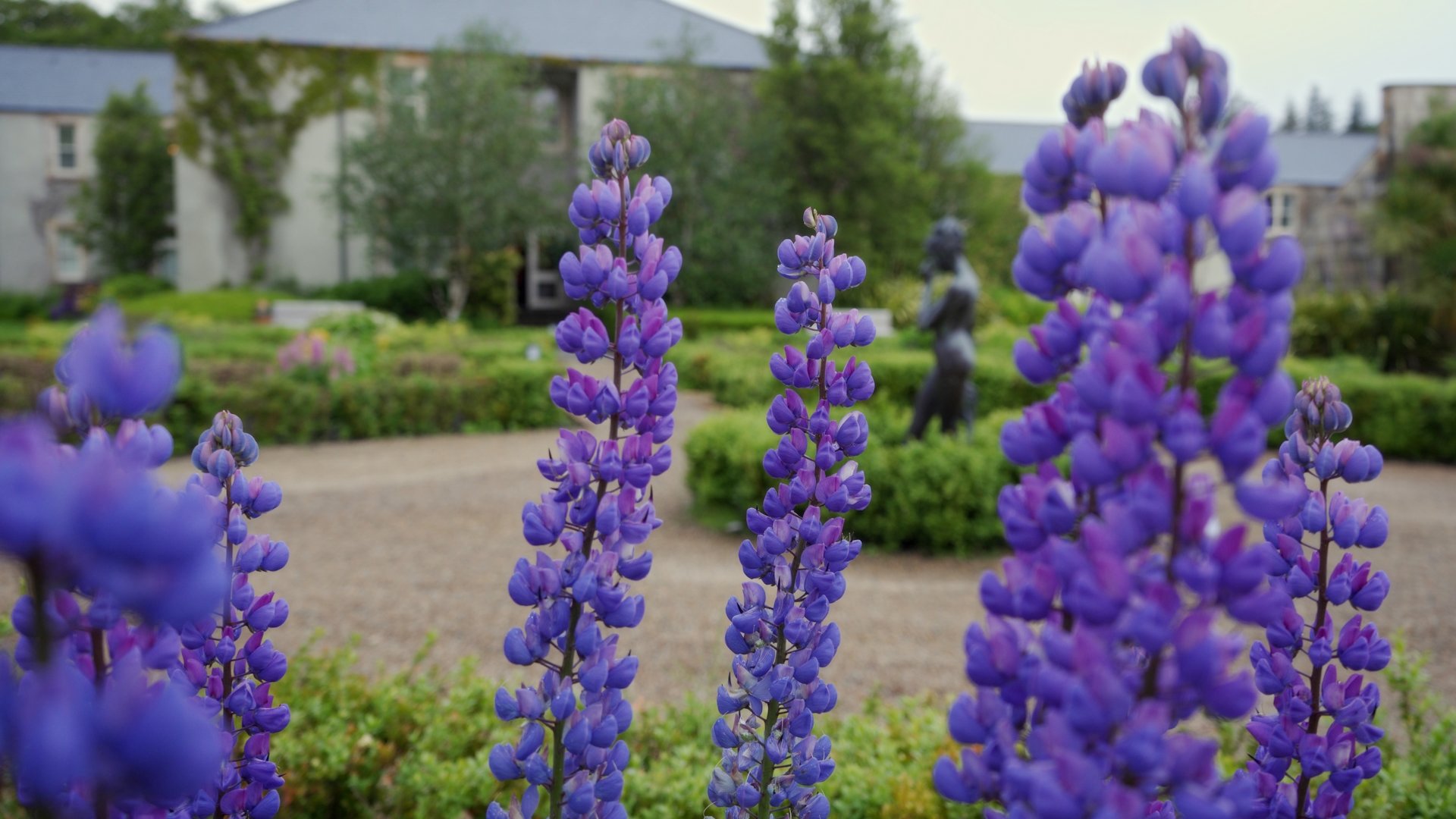 Vibrant purple lupins blooming in the manicured gardens of Lough Eske Castle.