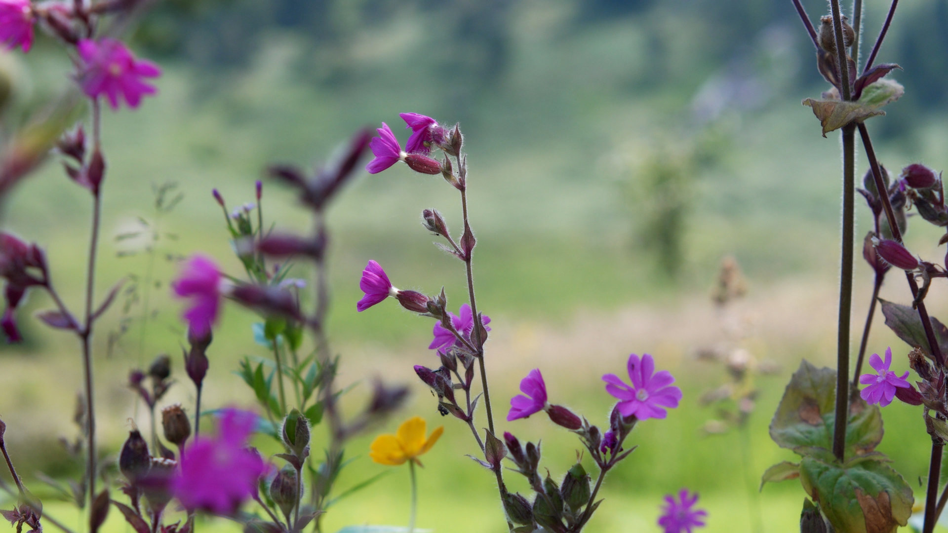 Vibrant purple and yellow wildflowers in focus with a blurred green background at Leitrim Lodge in the Mourne Mountains.