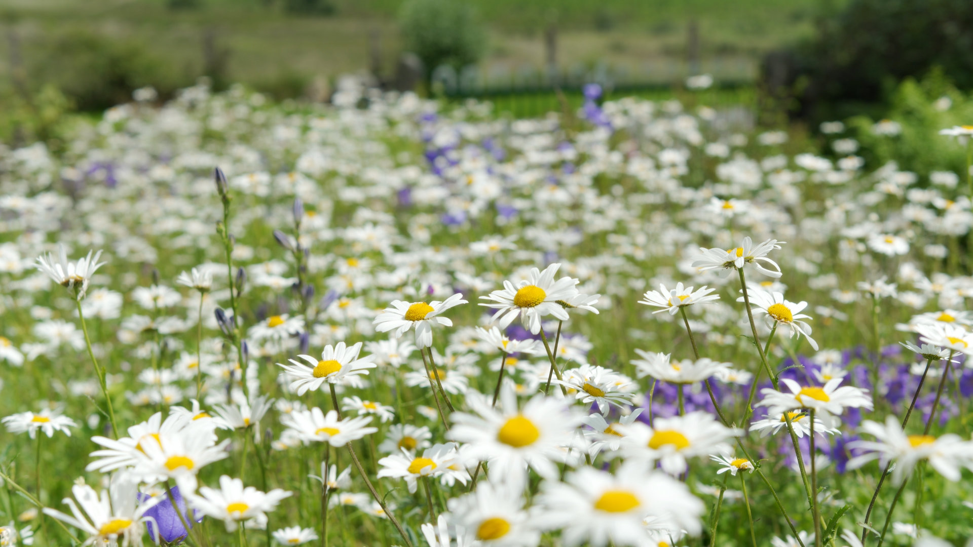 Wide angle shot of a meadow filled with white daisies and purple wildflowers in Hilltown, Northern Ireland.